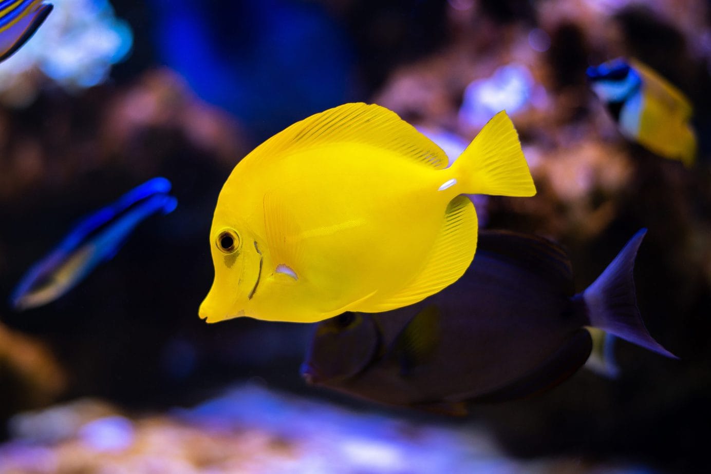Buying your first aquarium. It is an ideal hobby for people looking for relaxation