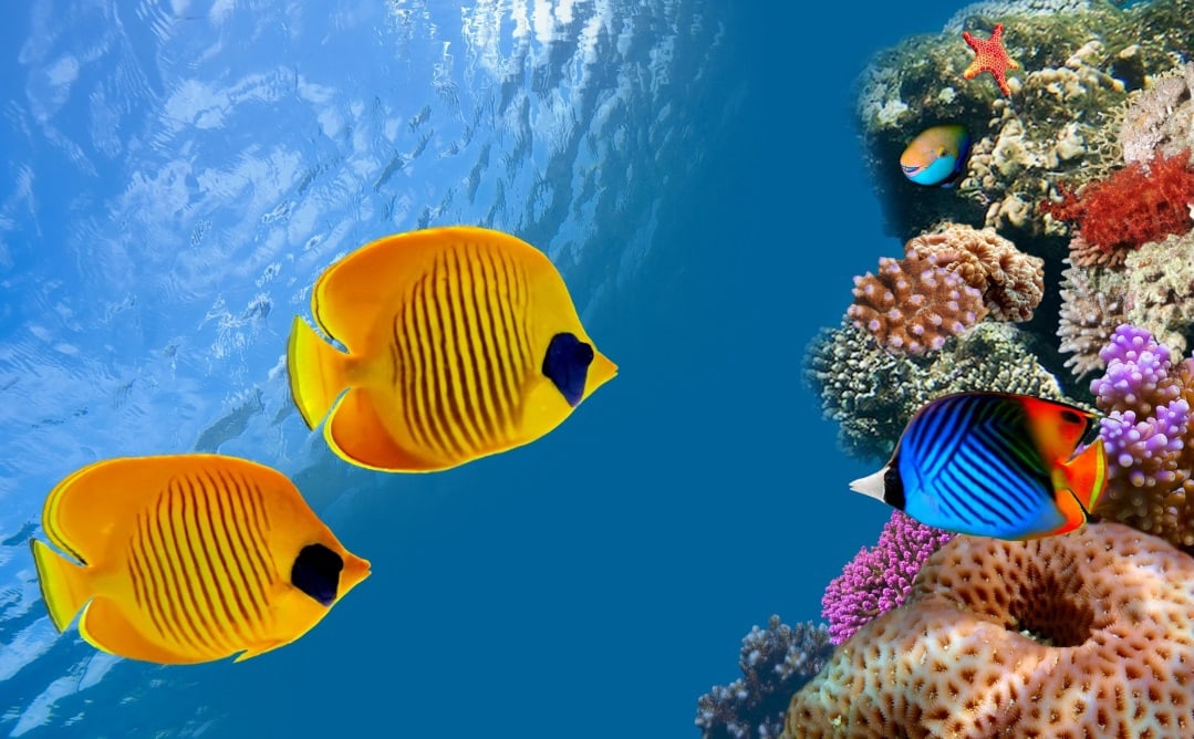 A dream marine aquarium – which path to take?