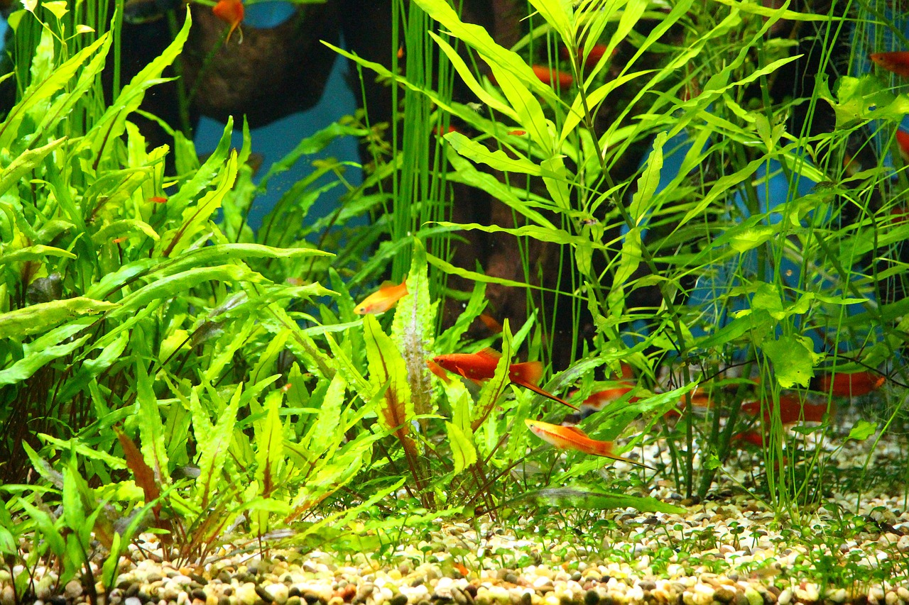 Planted aquarium – the fish are not the most important here
