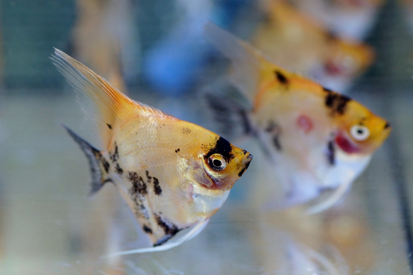Schooling fish in an aquarium