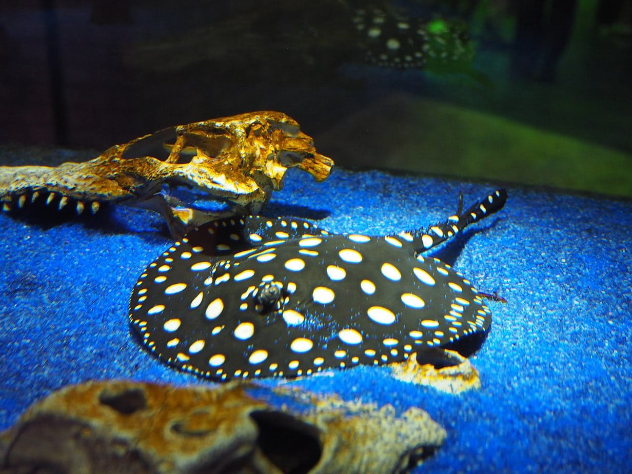 A challenging biotope aquarium for the conscientious aquarium hobbyist