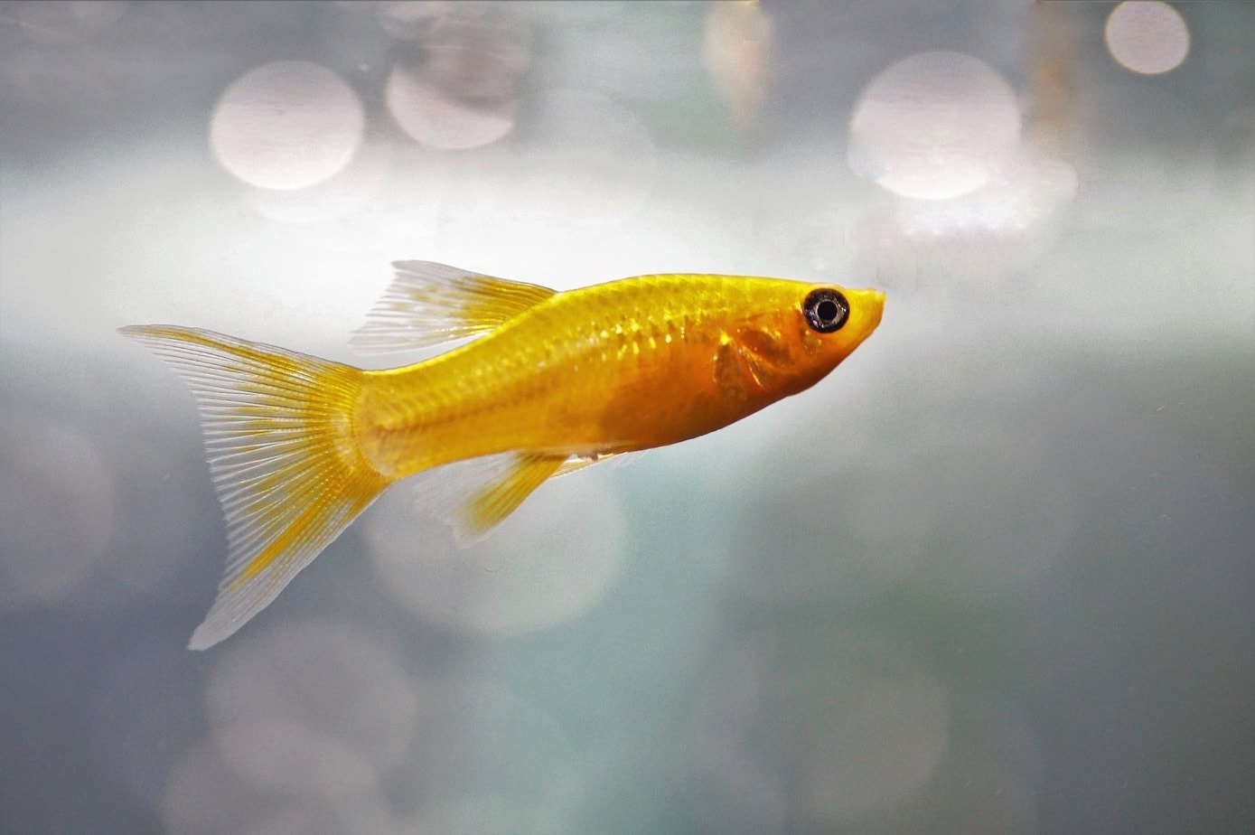 Viviparous fish – intriguing and beautiful