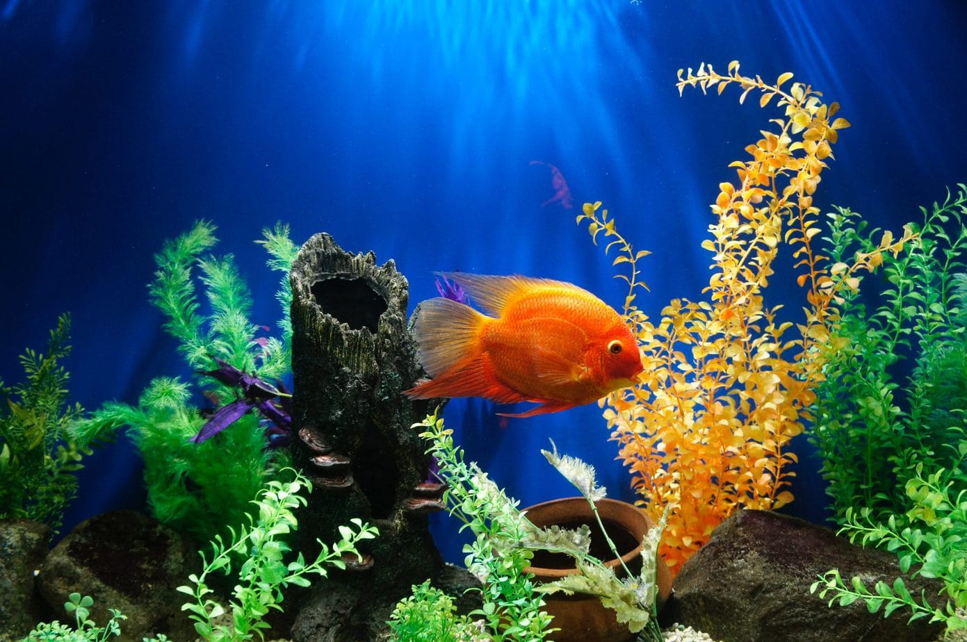 Clear water in aquariums – proven methods