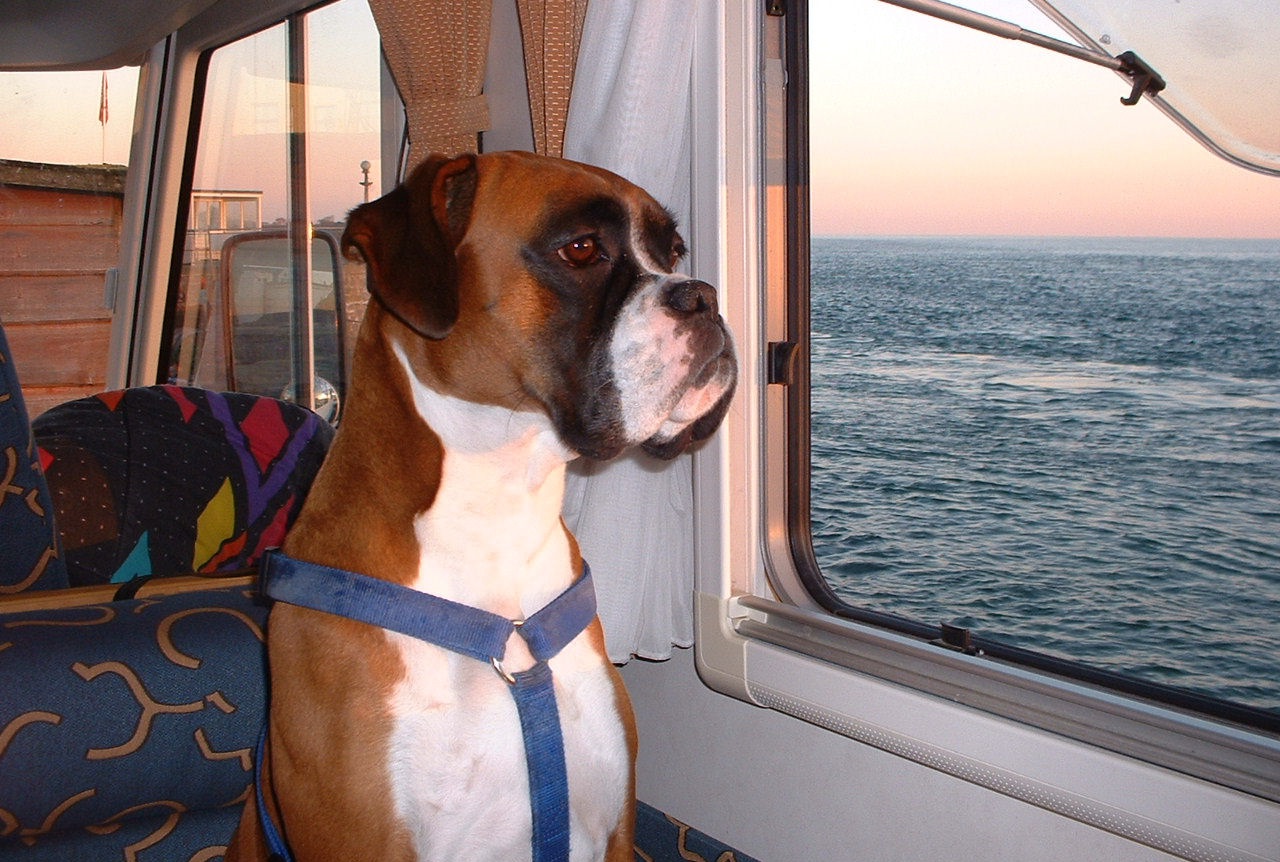 How to travel by campervan with a dog?