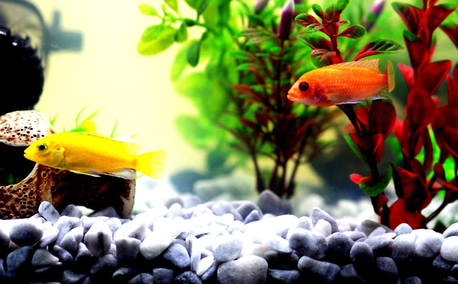 The most common mistakes when setting up an aquarium – how to avoid them?