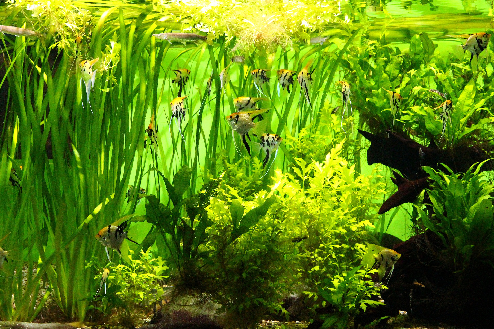 Easy-to-grow aquarium plants