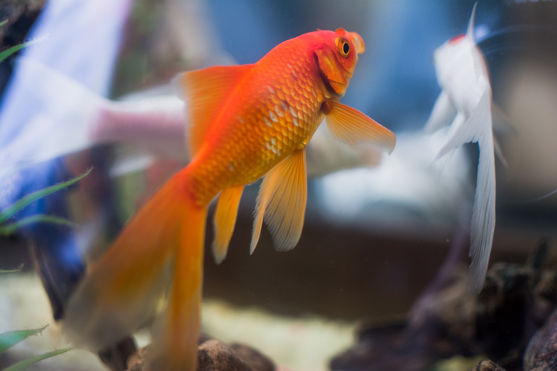 A goldfish is a child’s dream come true. How to breed it?