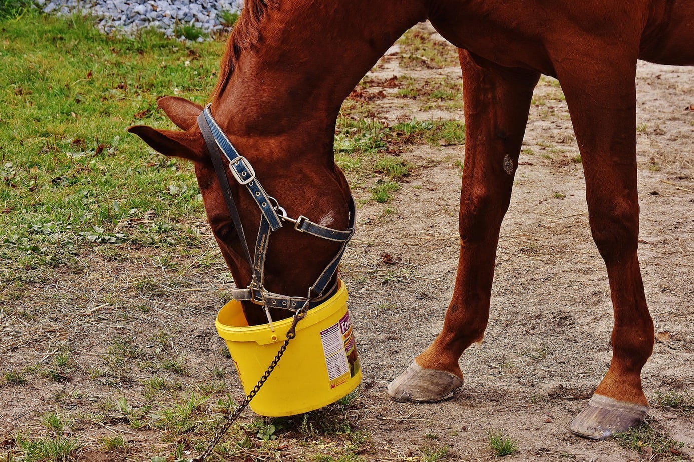 Principles of horse nutrition – what to feed your mount?