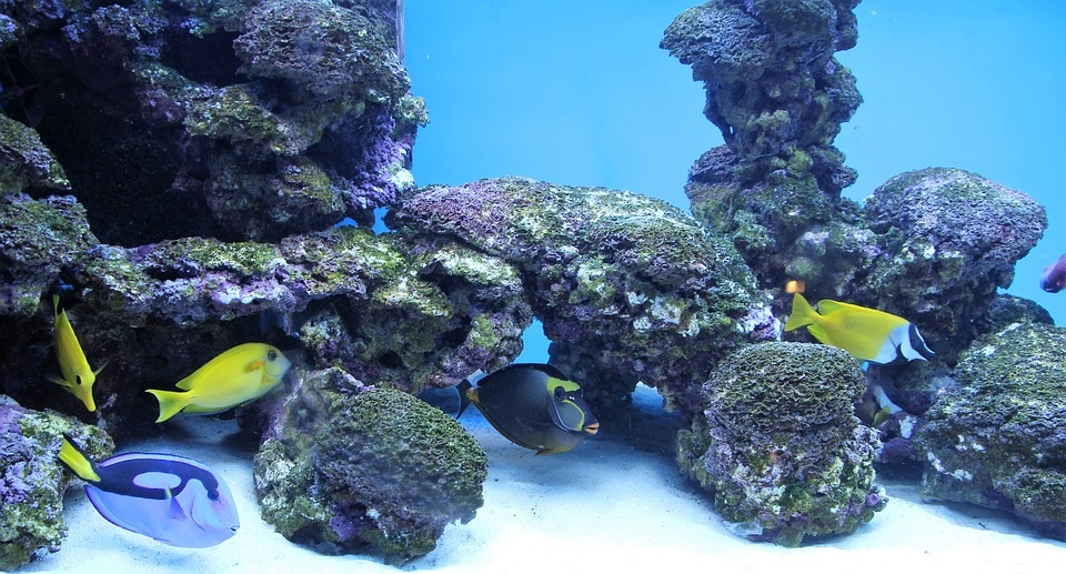 What are the types of aquascaping?